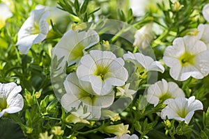 Calibrachoa million bells flowering plant, group of white flowers in bloom, ornamental pot balcony plant