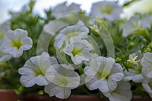 Calibrachoa million bells flowering plant, group of white flowers in bloom, ornamental pot balcony plant