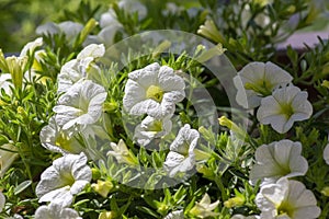 Calibrachoa million bells flowering plant, group of white flowers in bloom, ornamental pot balcony plant