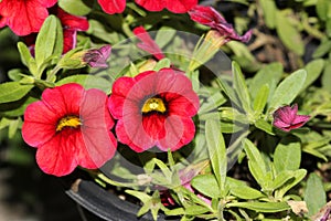 Calibrachoa `Mini Famous Compact Red`, Mini petunia