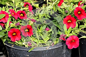 Calibrachoa `Mini Famous Compact Red`, Mini petunia