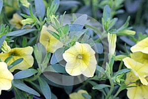 Calibrachoa `Mini Famous Compact Saffron`, Mini petunia