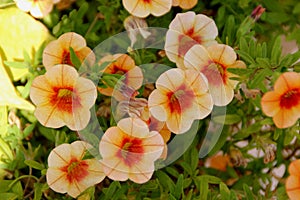 Calibrachoa `Minifamous Orange Red`, Mini petunia