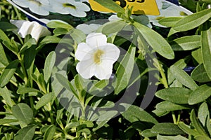 Calibrachoa `Minifamous Pure White`, Mini petunia