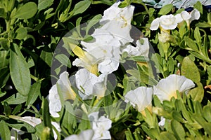 Calibrachoa `Minifamous Pure White`, Mini petunia