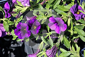 Calibrachoa `Minifamous Royal Blue`, Mini petunia