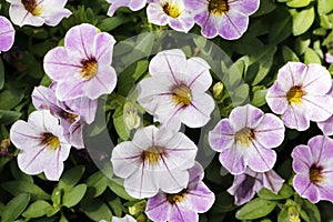 Calibrachoa parviflora - ZauberglÃÆÃÂ¶ckchen, a beautiful flower for Your terrace