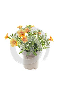 Calibrachoa in a pot