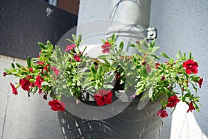 Calibrachoa \'Uno Double Red\' blooms with red flowers in a hanging flowerpot on a downpipe in July. Berlin, Germany