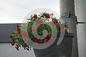 Calibrachoa \'Uno Double Red\' blooms with red flowers in a hanging flowerpot on a downpipe in July. Berlin, Germany