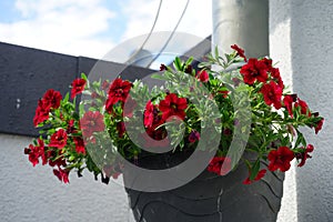 Calibrachoa \'Uno Double Red\' blooms with red flowers in a hanging flowerpot on a downpipe in July. Berlin, Germany