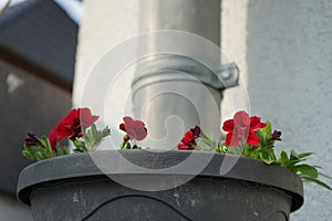 Calibrachoa \'Uno Double Red\' in a hanging flowerpot on a downpipe in May. Berlin, Germany
