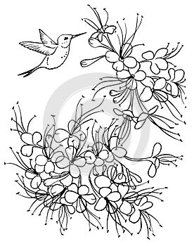 Calibri flower ashok vector drawing. Handmade