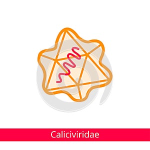 Caliciviridae. Classification of viruses photo