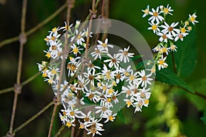 Calico Aster, Aster lateriflorus