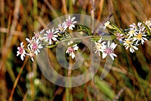 Calico Aster  605489