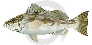 Calico Bass