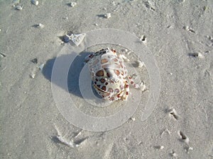 Calico Box Crab on White Sand