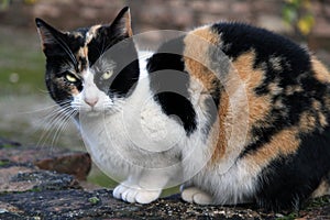 Calico Cat