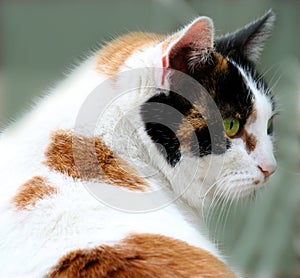 Calico cat