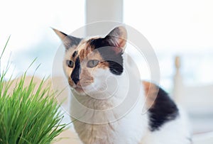 Calico cat with healthy wheat grass