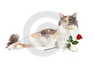 Calico Cat Holding Red Rose