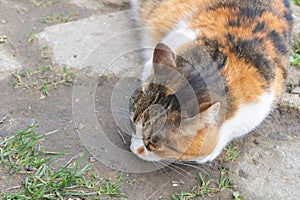 A calico cat, with its head down and eyes closed, was eating grass on the ground in an outdoor area of a home garden