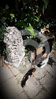 Calico cat jealous of lionstatue photo