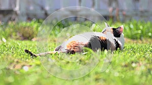 Calico cat laying in grass outdoors