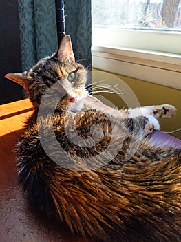 Calico Cat laying in the Sun