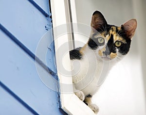 Calico Cat Leaning out of Window photo