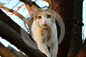 A Calico Cat Looks at the Camera from a Tree