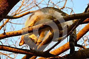 A Calico Cat Looks Down at the Camera from a Tree