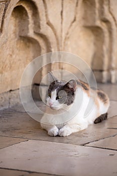 Calico cat lying on the paving stone in the Old City of Dubrovnik, Croatia.