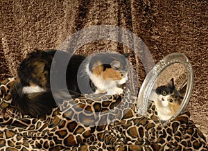 Calico Cat with Mirror