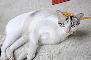 A calico cat with more shades of white lying on the ground