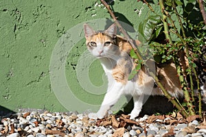 Calico cat near bush in the backyard looks at camera