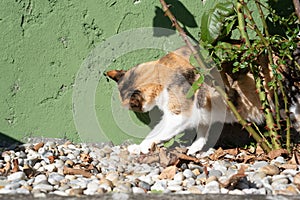 Calico cat near rose bush in the garden with green wall