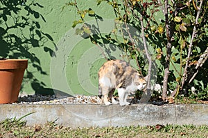 Calico cat near rose bush in the garden looks at camera