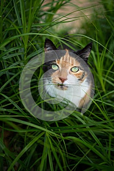 calico cat outdoors in high green grass