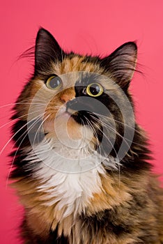 Calico Cat on Pink 1