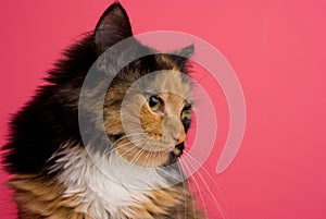 Calico Cat on Pink 2
