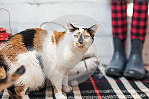 Calico cat on plaid rug