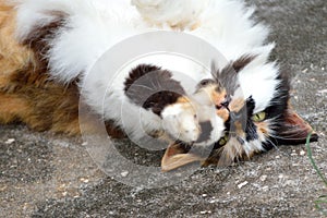 Calico cat playing upside down