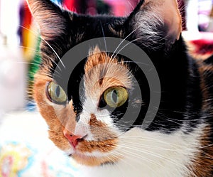 Calico cat with pretty eyes and color.