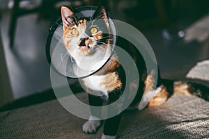 A calico cat with a protective cone collar indoors. photo
