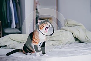 Calico Cat in protective elizabethan type collar yawns after anesthesia. photo