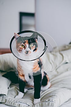Calico cat with a protective veterinarian cone sits on a bed