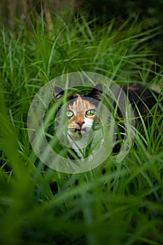 calico cat on the prowl in high grass