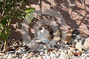 Calico cat relaxes at shadow on stones in garden